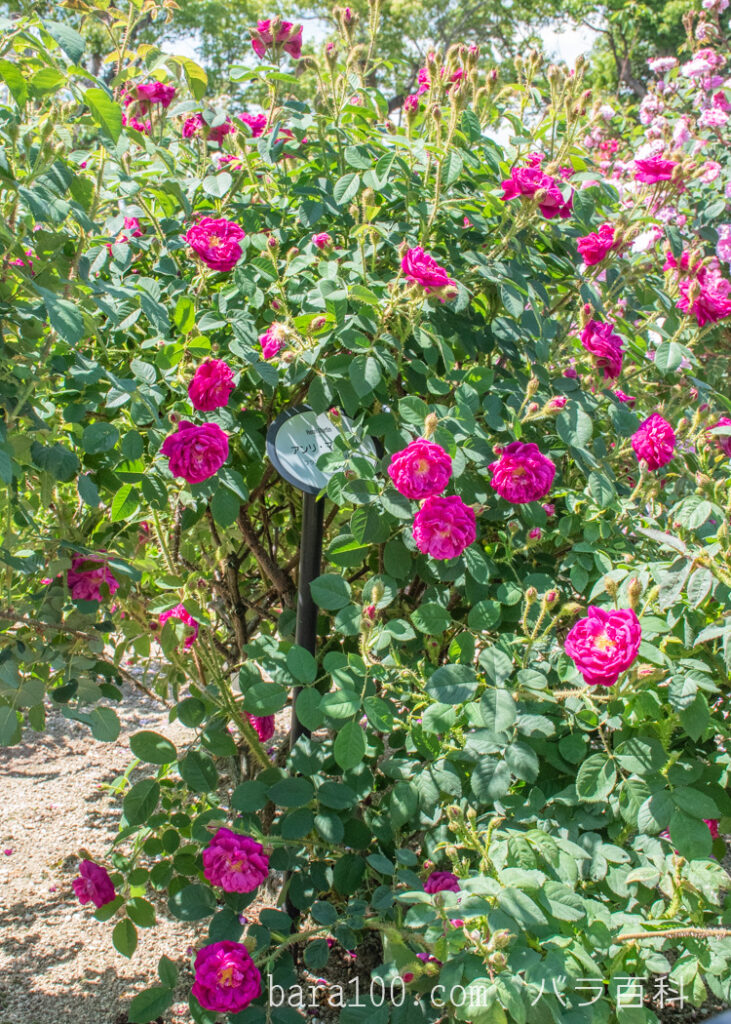 アンリ マルタン：ひらかたパーク ローズガーデンで撮影したバラの花の木