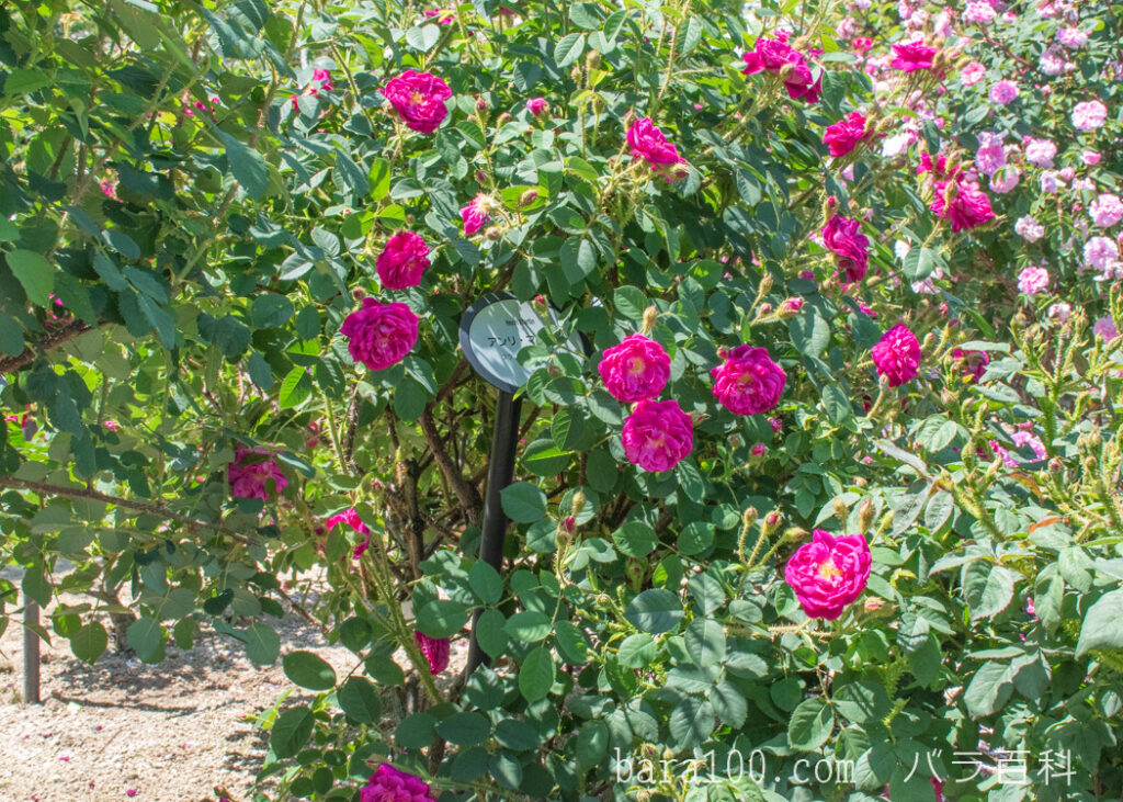 アンリ マルタン：ひらかたパーク ローズガーデンで撮影したバラの花の木