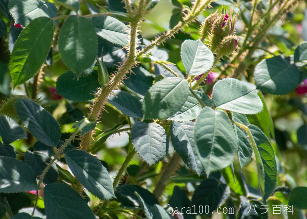 アンリ マルタン：ひらかたパーク ローズガーデンで撮影したバラの枝と葉とトゲ