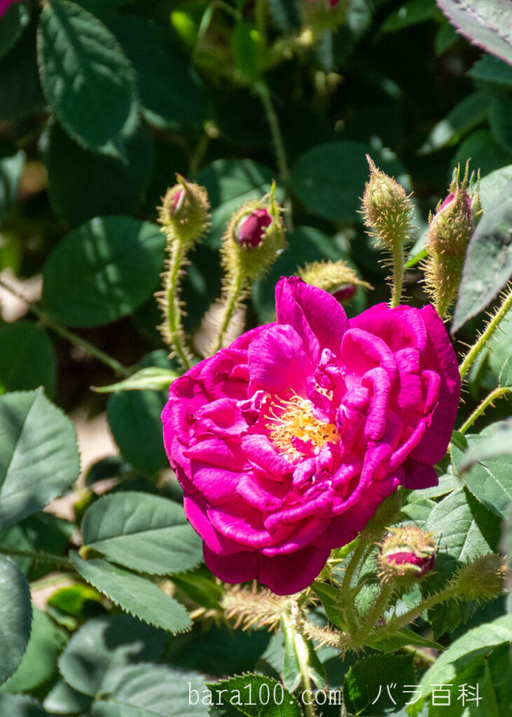 アンリ マルタン：ひらかたパーク ローズガーデンで撮影したバラの花と蕾