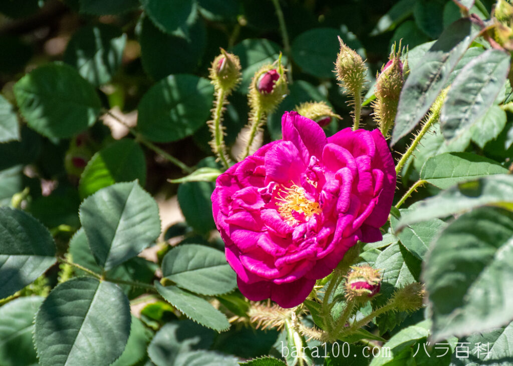 アンリ マルタン：ひらかたパーク ローズガーデンで撮影したバラの花と蕾