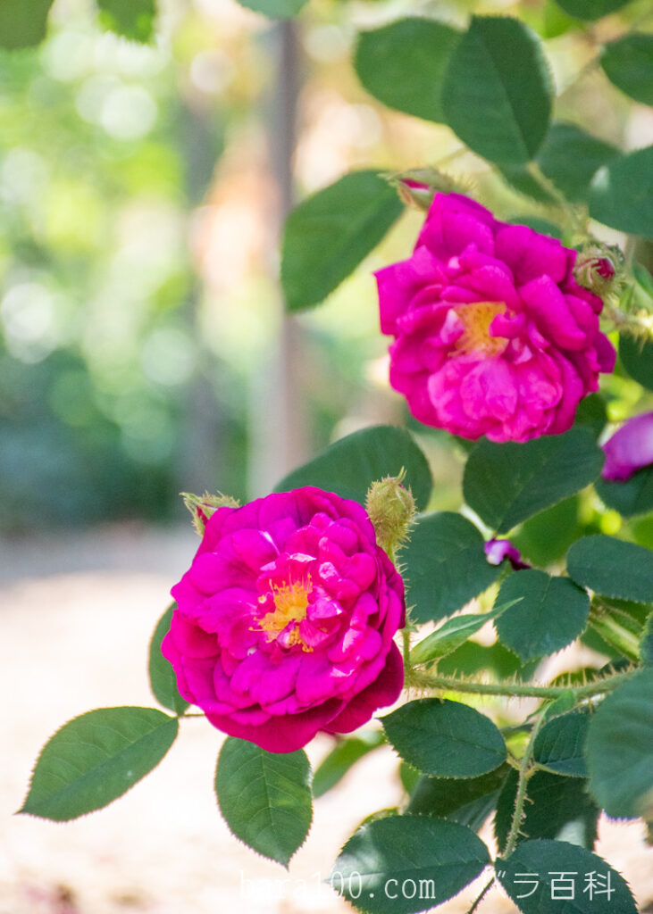 アンリ マルタン：ひらかたパーク ローズガーデンで撮影したバラの花