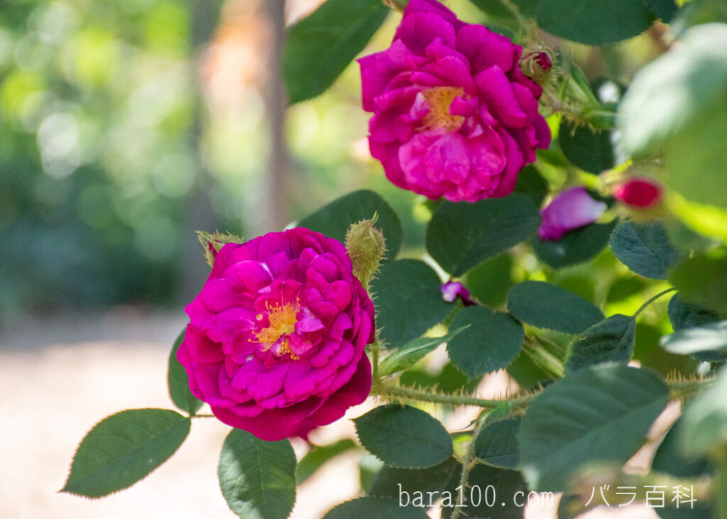 アンリ マルタン：ひらかたパーク ローズガーデンで撮影したバラの花
