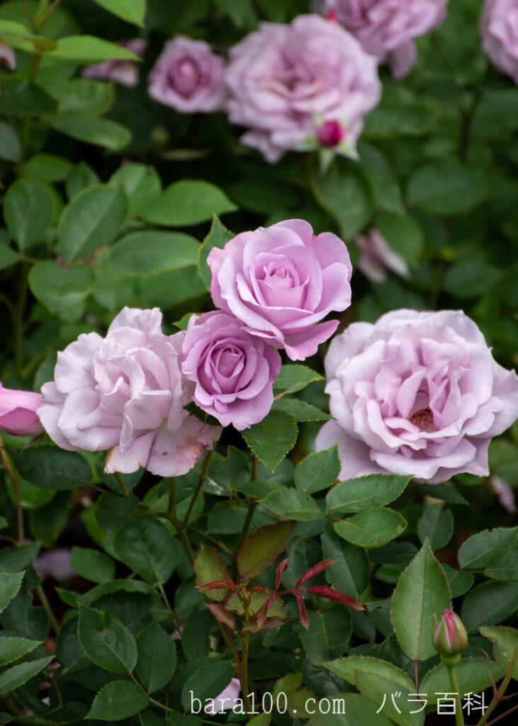 イエライシャン/夜来香：長居植物園 バラ園で撮影したバラの花