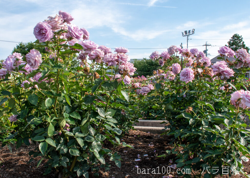 イエライシャン/夜来香：大野町バラ公園で撮影したバラの花の木