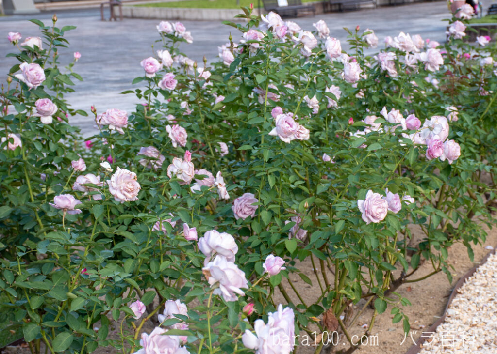 イエライシャン/夜来香：万博記念公園 平和のバラ園で撮影した秋バラの花