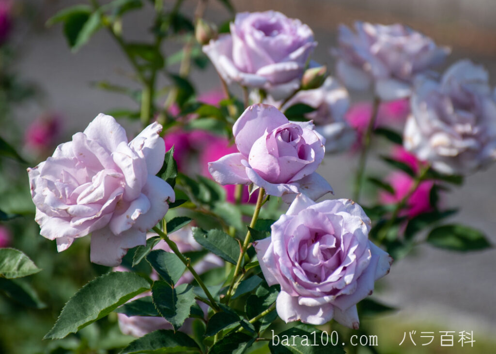 イエライシャン/夜来香：万博記念公園 平和のバラ園で撮影した秋バラの花