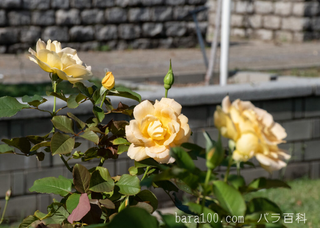 インカ：長居植物園バラ園で撮影した秋バラの花