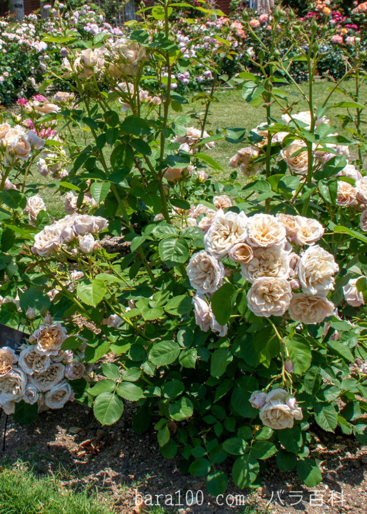 いおり：びわ湖大津館イングリッシュガーデンで撮影したバラの花の木