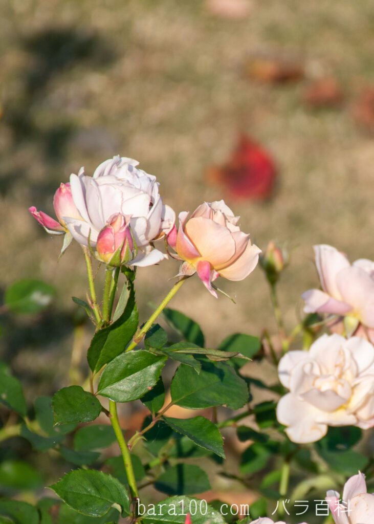 いおり：びわ湖大津館イングリッシュガーデンで撮影した秋バラの花