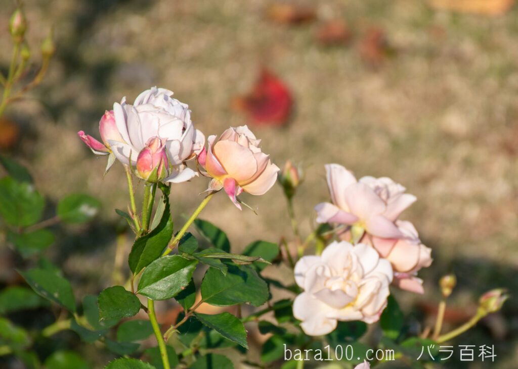 いおり：びわ湖大津館イングリッシュガーデンで撮影した秋バラの花
