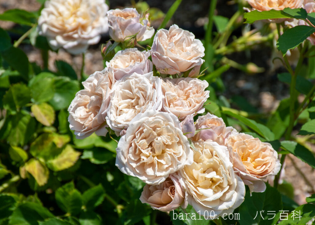 いおり：びわ湖大津館イングリッシュガーデンで撮影したバラの花