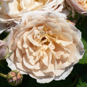 いおり：びわ湖大津館イングリッシュガーデンで撮影したバラの花