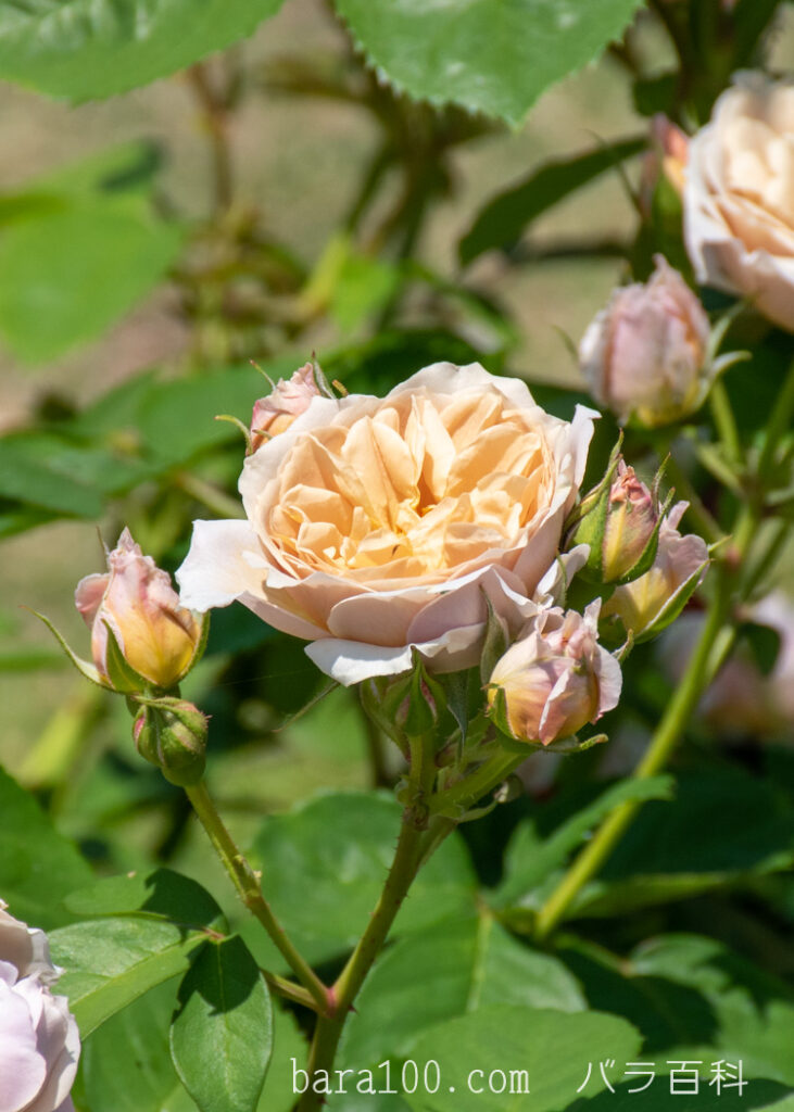 いおり：びわ湖大津館イングリッシュガーデンで撮影したバラの花と蕾