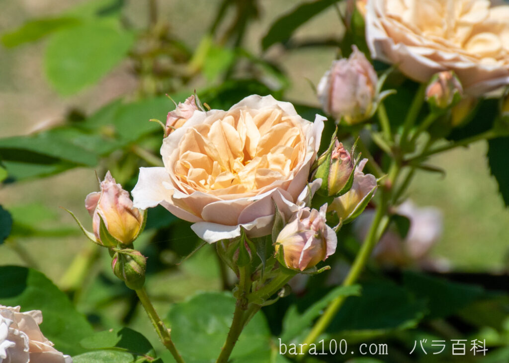 いおり：びわ湖大津館イングリッシュガーデンで撮影したバラの花と蕾