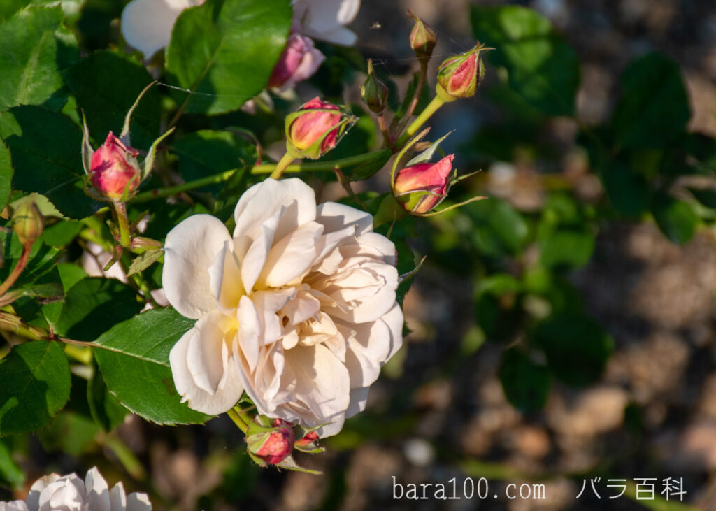 いおり：びわ湖大津館イングリッシュガーデンで撮影した秋バラの花と蕾