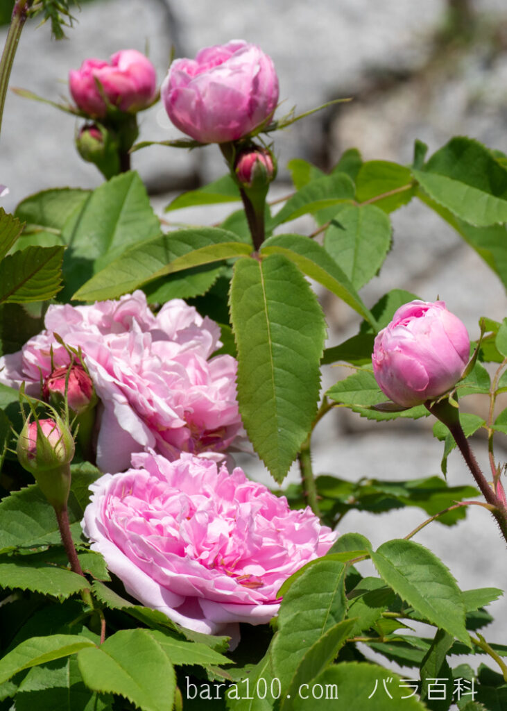 ジャック カルティエ：花博記念公園鶴見緑地 バラ園で撮影したバラの花と蕾