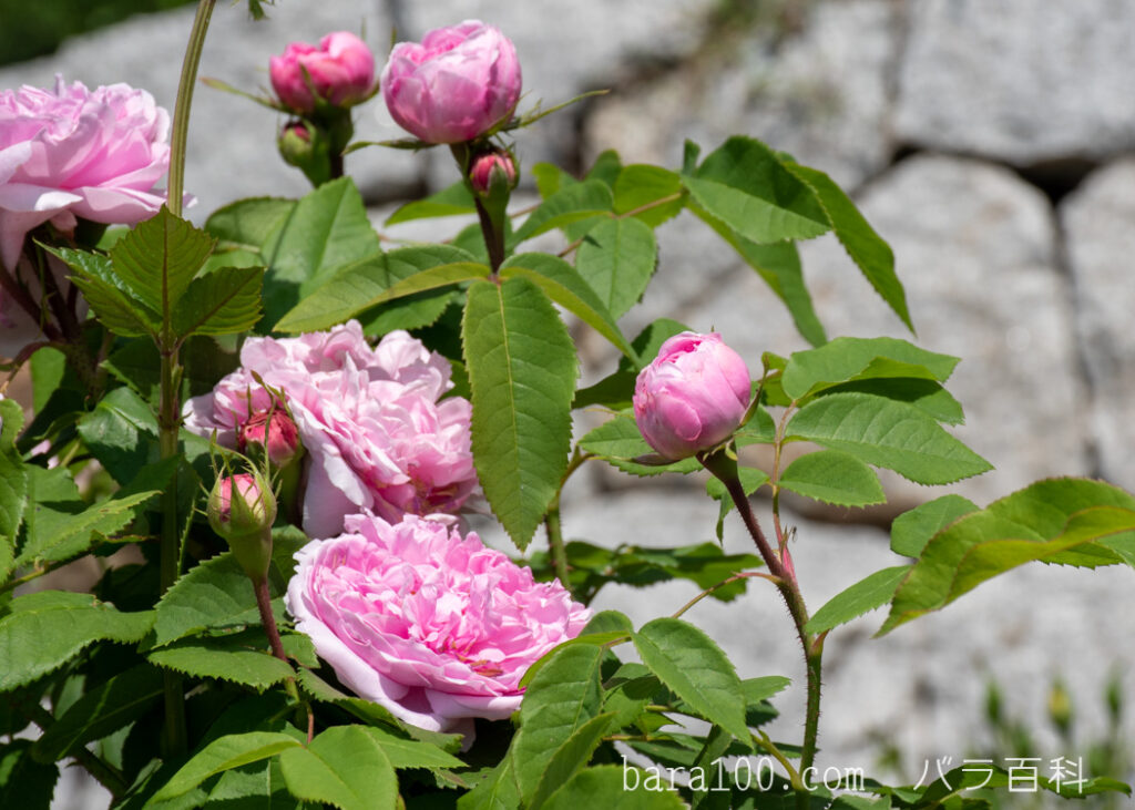 ジャック カルティエ：花博記念公園鶴見緑地 バラ園で撮影したバラの花と蕾
