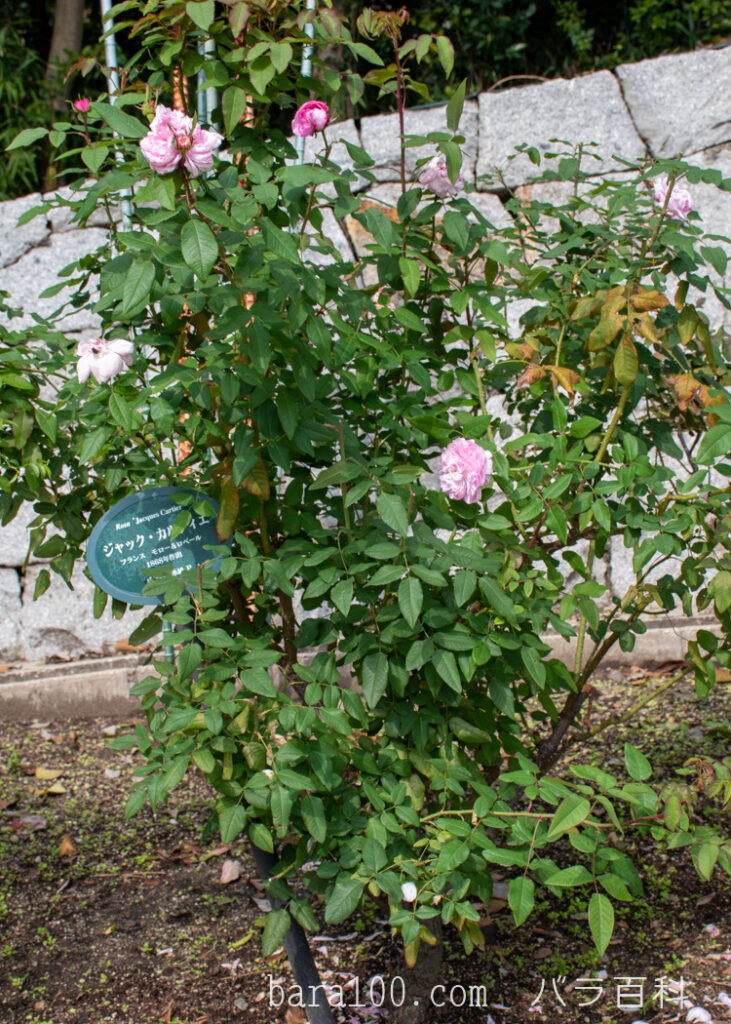 ジャック カルティエ：花博記念公園鶴見緑地 バラ園で撮影したバラの花の木