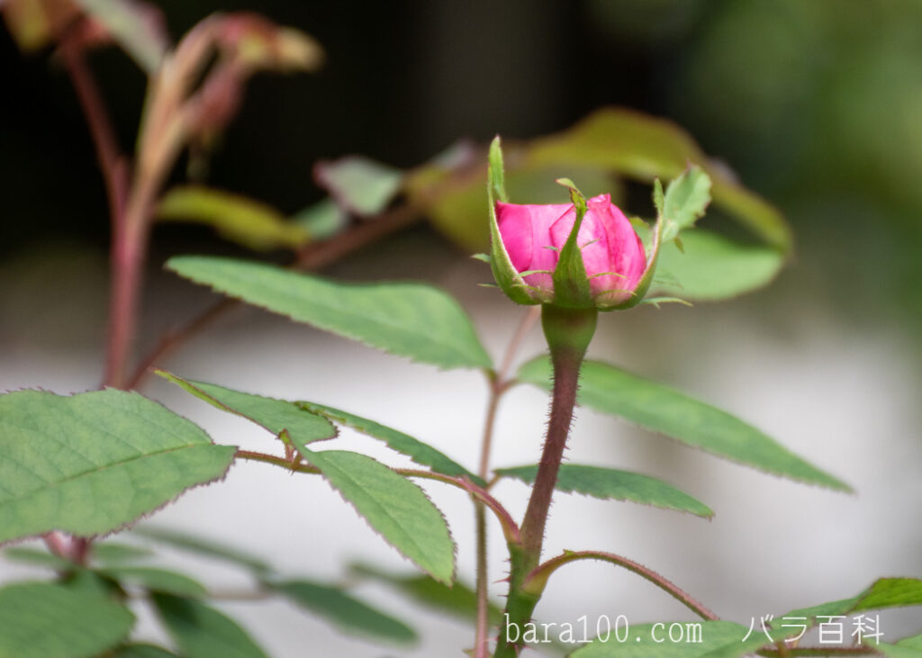 ジャック カルティエ：花博記念公園鶴見緑地 バラ園で撮影したバラの蕾