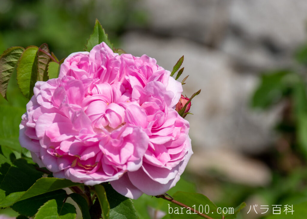 ジャック カルティエ：花博記念公園鶴見緑地 バラ園で撮影したバラの花