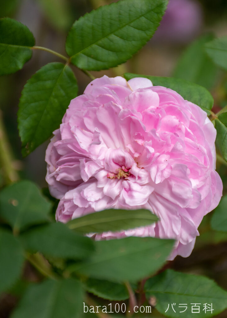 ジャック カルティエ：花博記念公園鶴見緑地 バラ園で撮影したバラの花