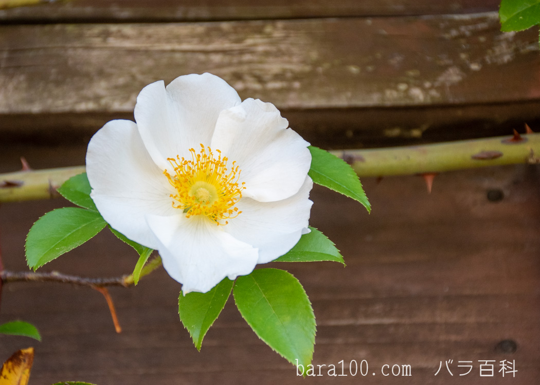 ナニワイバラ / ナニワバラ / ロサ ラエヴィガータ