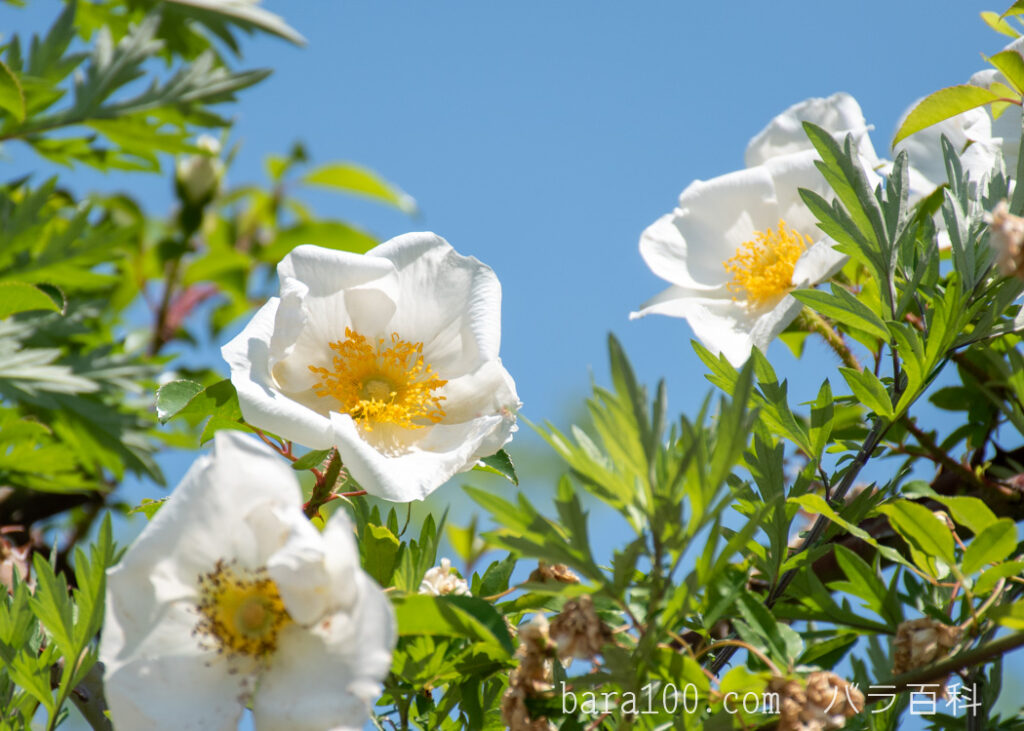 ナニワイバラ / ナニワバラ：花博記念公園鶴見緑地 バラ園で撮影したバラの花