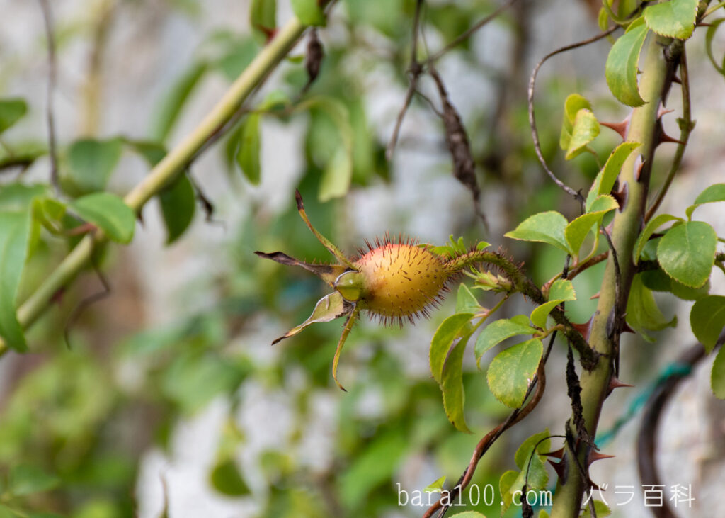 ナニワイバラ / ナニワバラ：花博記念公園鶴見緑地 バラ園で撮影したバラの実