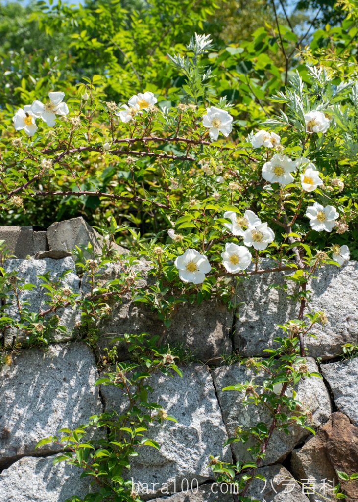 ナニワイバラ / ナニワバラ：花博記念公園鶴見緑地 バラ園で撮影したつるバラの