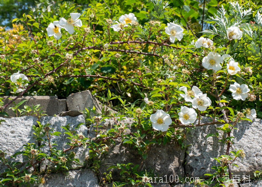 ナニワイバラ / ナニワバラ：花博記念公園鶴見緑地 バラ園で撮影したつるバラの