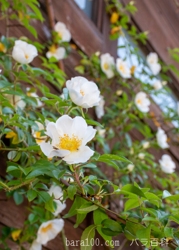ナニワイバラ / ナニワバラ：浜寺ばら庭園で撮影したつるバラの花