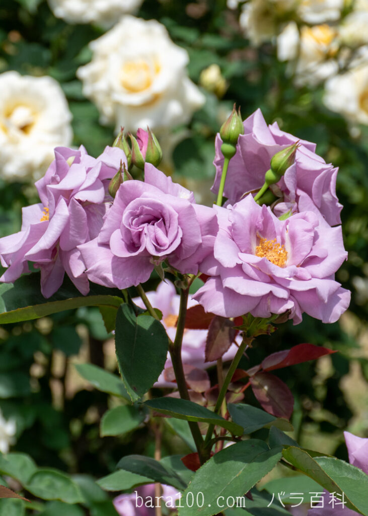 たそがれ：京都府立植物園 バラ園で撮影したバラの花と蕾