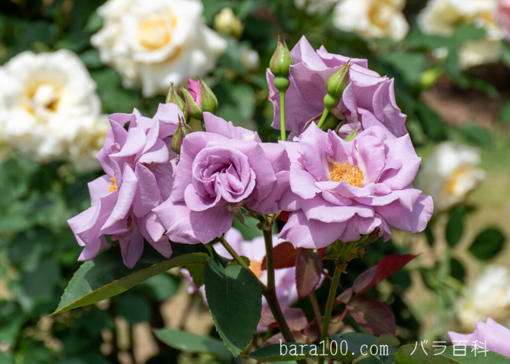 たそがれ：京都府立植物園 バラ園で撮影したバラの花と蕾