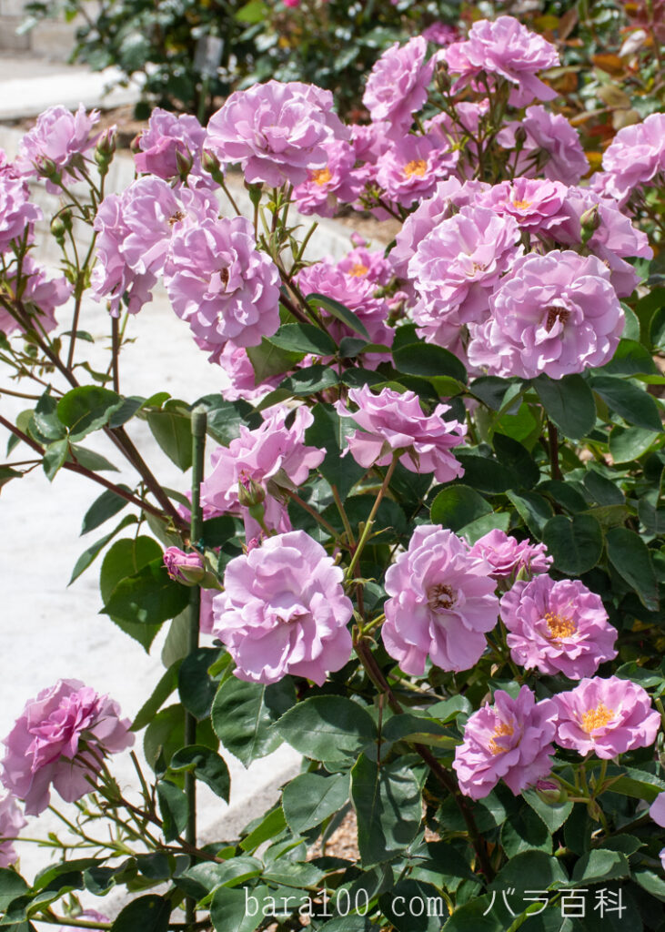 たそがれ：湖西浄化センター バラ花壇で撮影したバラの花