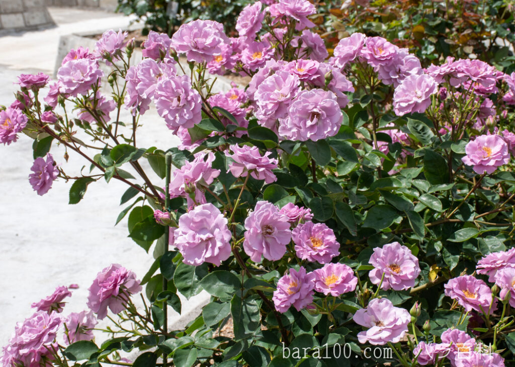 たそがれ：湖西浄化センター バラ花壇で撮影したバラの花