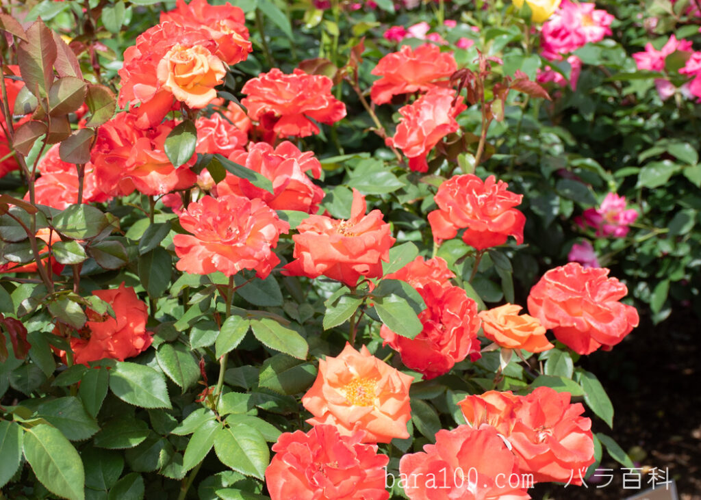 テキーラ：京都府立植物園 バラ園で撮影したバラの花