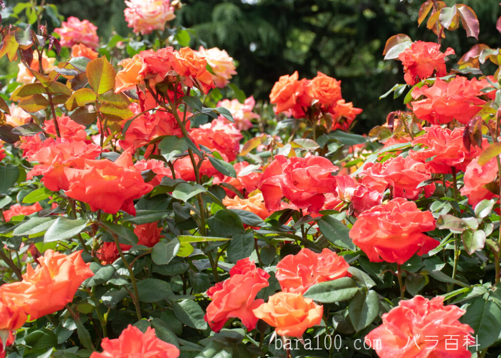 テキーラ：京都府立植物園 バラ園で撮影したバラの花