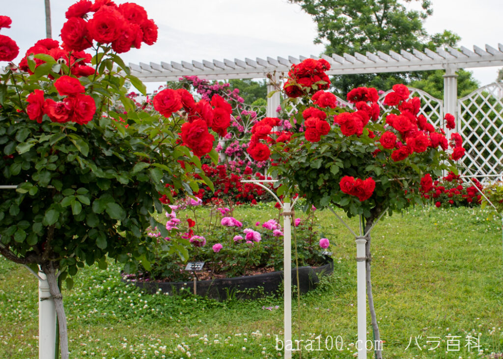 トランペッター：長居植物園バラ園で撮影したバラのスタンダード仕立ての木