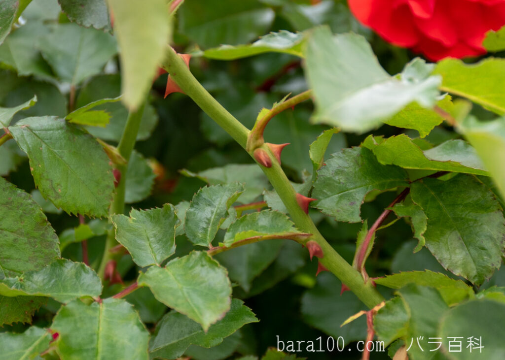 トランペッター：長居植物園バラ園で撮影したバラの枝と葉とトゲ