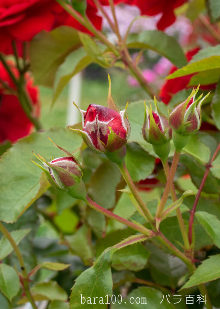 トランペッター：長居植物園バラ園で撮影したバラの蕾
