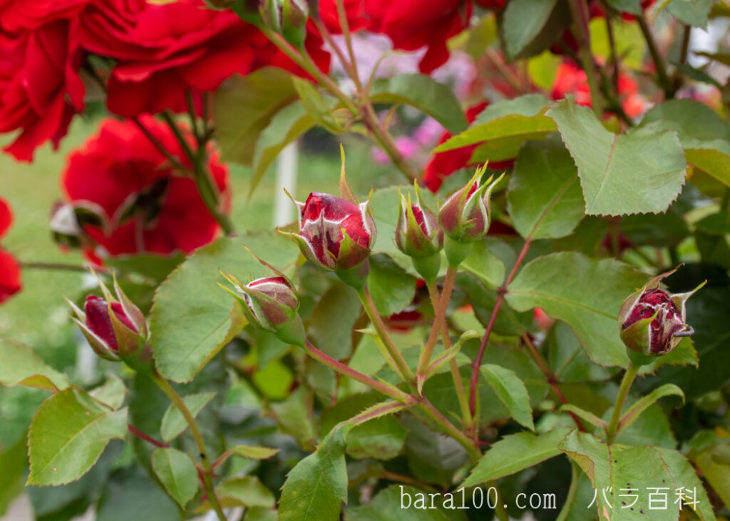 トランペッター：長居植物園バラ園で撮影したバラの蕾
