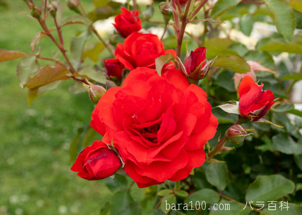トランペッター：長居植物園バラ園で撮影したバラの花と蕾