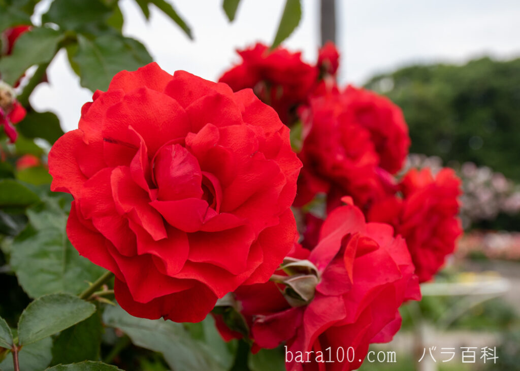 トランペッター：長居植物園バラ園で撮影したバラの花