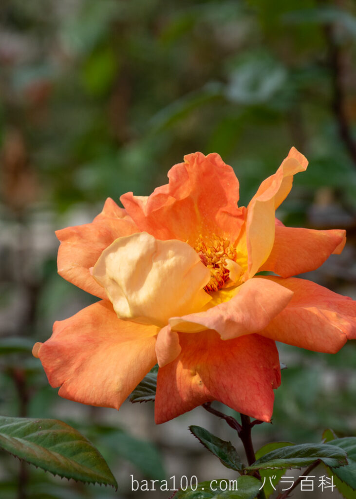 ルイ ド フュネス / ルイ ド フィーネ：長居植物園バラ園で撮影した秋バラの花