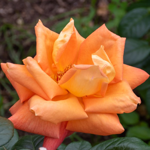 ルイ ド フュネス / ルイ ド フィーネ：長居植物園バラ園で撮影したバラの花