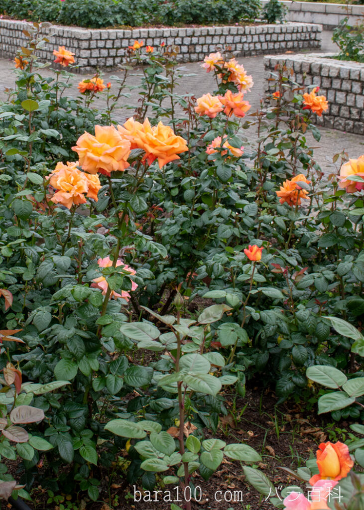 ルイ ド フュネス / ルイ ド フィーネ：長居植物園バラ園で撮影したバラの木全体