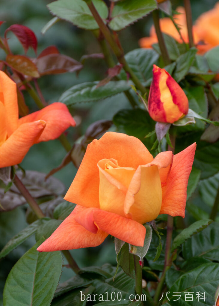 ルイ ド フュネス / ルイ ド フィーネ：長居植物園バラ園で撮影したバラの花とつぼみ