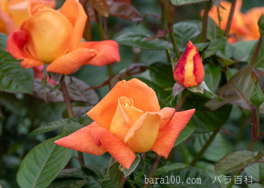 ルイ ド フュネス / ルイ ド フィーネ：長居植物園バラ園で撮影したバラの花とつぼみ