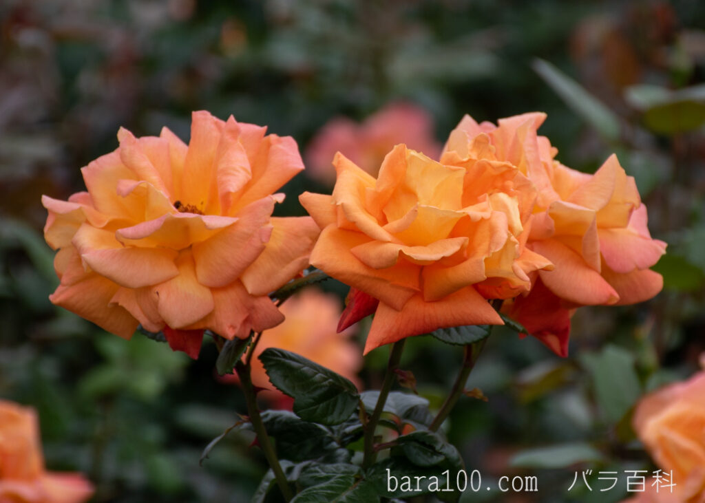 ルイ ド フュネス / ルイ ド フィーネ：長居植物園バラ園で撮影したバラの花